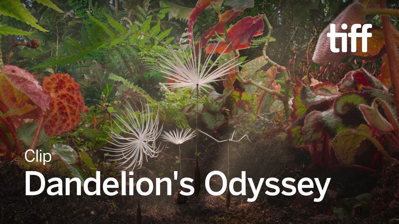 Dandelion's Odyssey